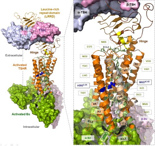 Thyrotropin Receptor (TSHR)
